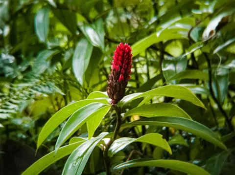 Red flower Stock Photos
