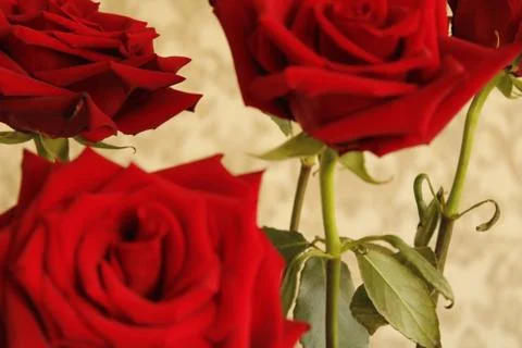 Red flower Stock Photos