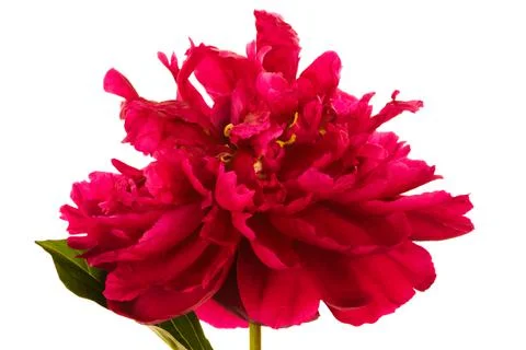 Red flower Foto stock