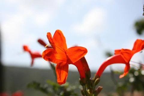 Red flower Stock Photos