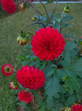 Red Flower Stock Photos