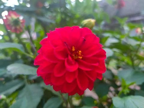 Red flower Stock Photos