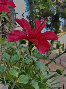 A red flower Stock Photos