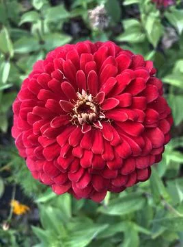 Red flower Stock Photos