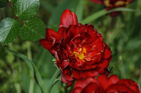 Red Flower Stock Photos
