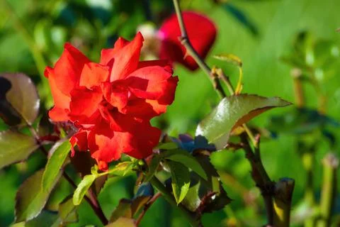 Red flower Stock-Fotos