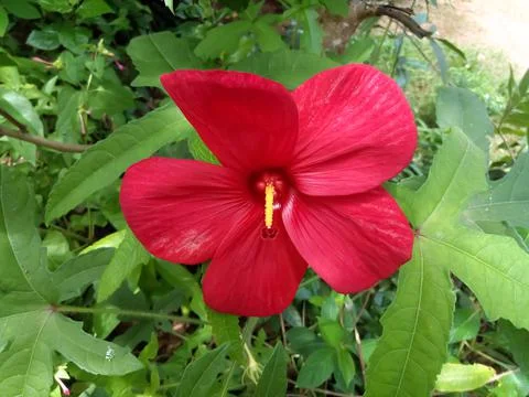 Red flower Stock Photos