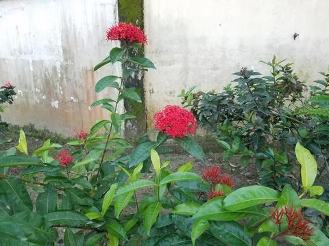 Red Flower Stock Photos