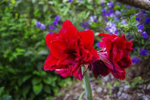 Red flower Stockfoto's