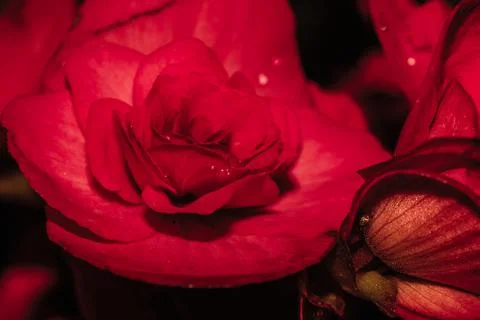 A red flower Foto stock