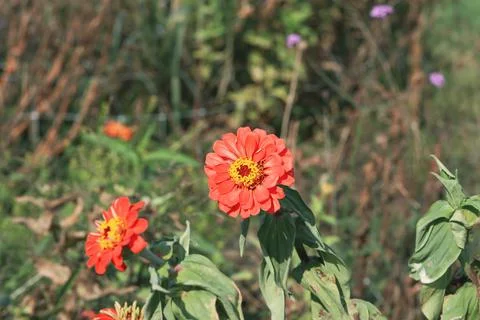 Red flower Stock Photos