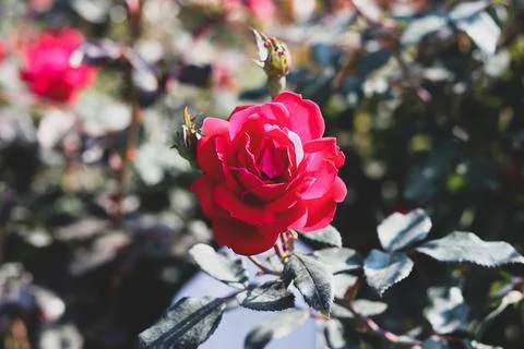 Red flower Stock Photos