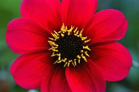Red Flower Stock Photos