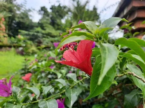 Red Flower Stockfoto's