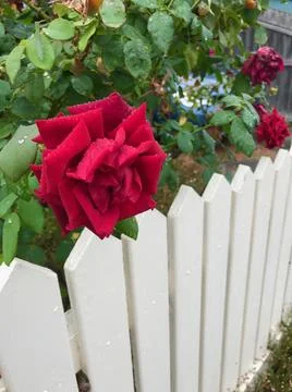 Red flower Stock Photos