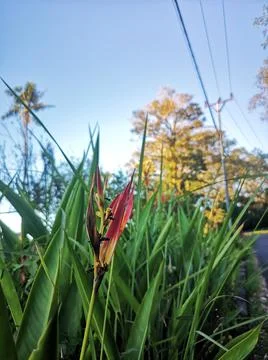 Red flower Stock Photos