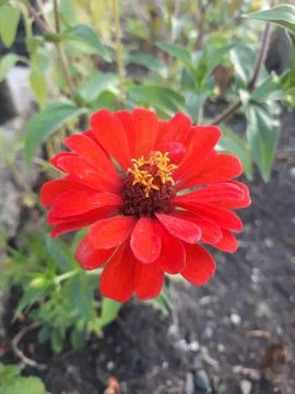 Red Flower Stock Photos