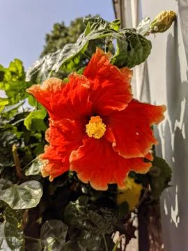 Red flower 写真素材