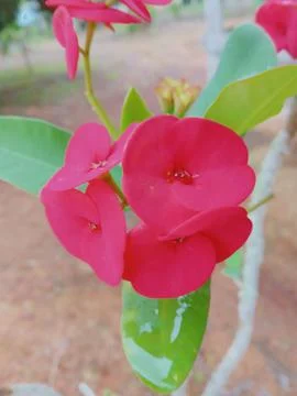 Red flower Stock Photos