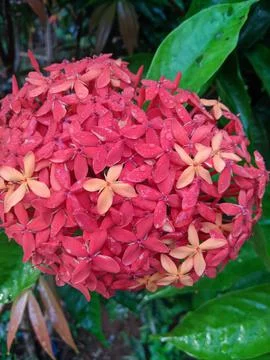 A red flower Stock Photos
