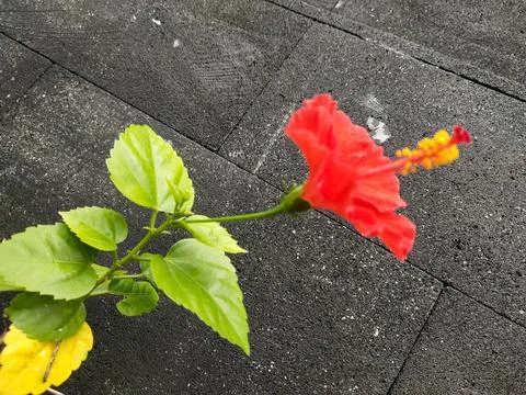 Red flower Stock Photos