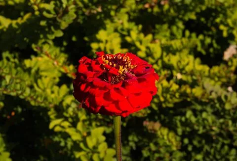 Red flower Stock Photos