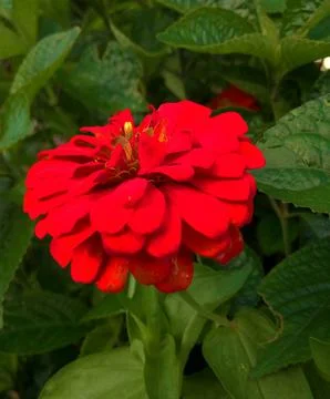 Red Flower Stock Photos