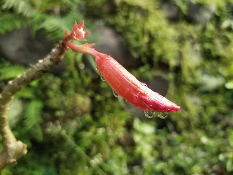 Red flower Stock Photos