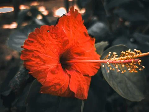 Red flower Stock Photos