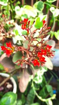 Red flower 스톡 사진