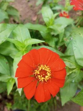 Red Flower 库存照片