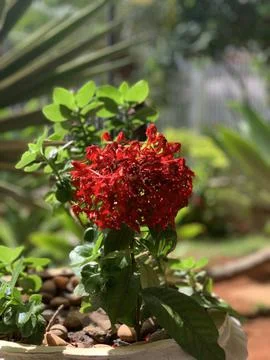 Red Flower Stock Photos