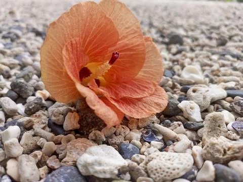 A red flower Foto stock