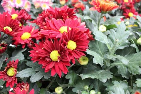 Red flower 写真素材