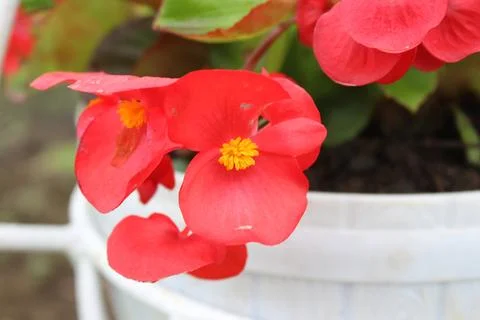 Red flower 写真素材