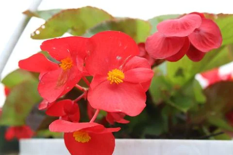 Red flower 写真素材