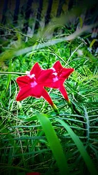 Red flower Stock Photos