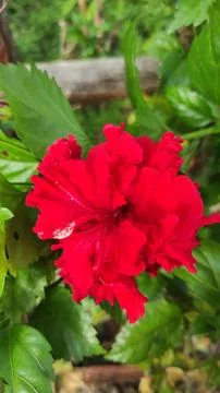 Red Flower Stock Photos