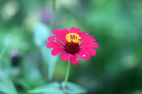 Red Flower Stock Photos