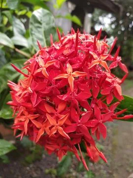 Red flower Stock Photos