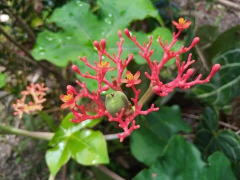 Red flower Stock Photos