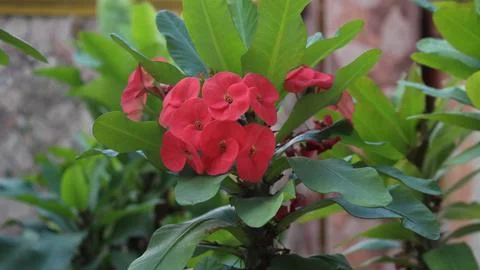A Red Flower Stock Photos