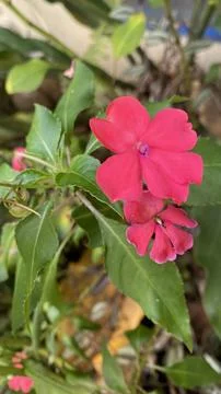 Red flower Stock Photos