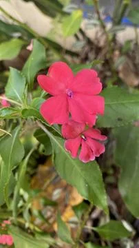 Red flower Stock Photos