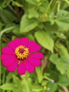 Red flower Stock Photos