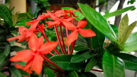 Red flower Stock Photos