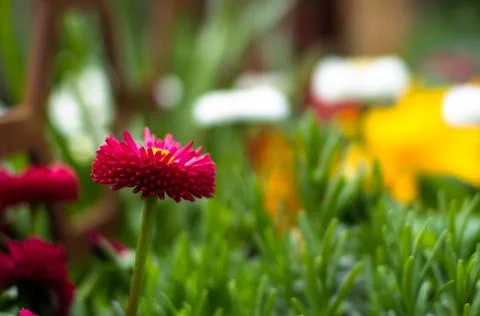Red Flower Stock Photos