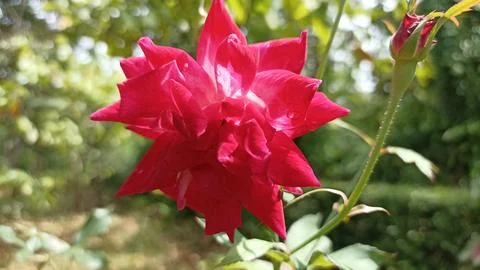 Red flower Foto stock