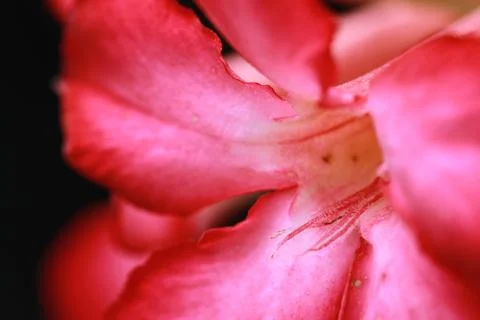 Red flower Stock Photos