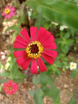 Red flower Stockfoto's